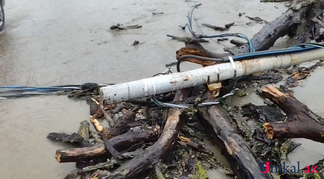 Qubada ağac yük avtomobilinin üzərinə aşdı - FOTOLAR